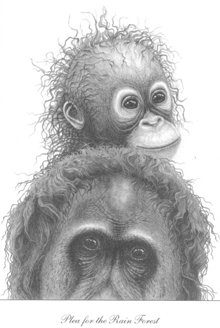 Plea for the rainforest (Orang-utans)