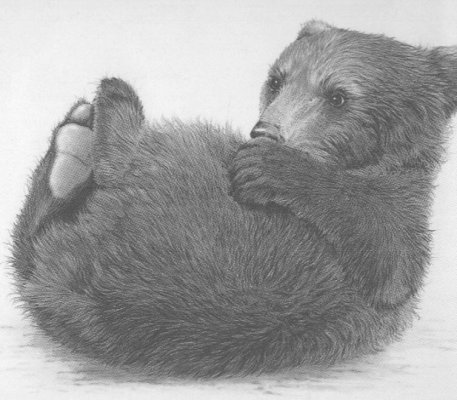 Brown Bear Cub (on back)
