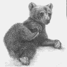 Brown Bear Cub (on side)