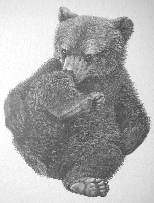 Brown Bear Cub (Knee to nose)