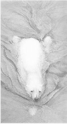 Polar Bear Swimming (portrait)