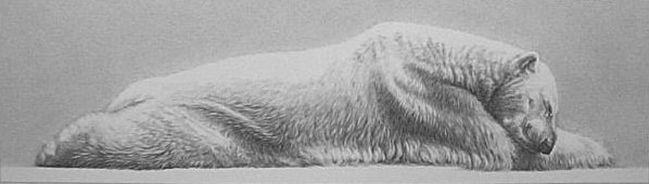 Arctic Slumbers (Polar bear)