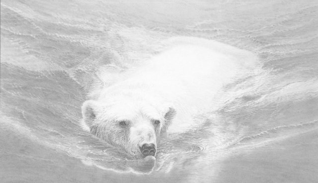 Swimming Polar Bear (landscape)