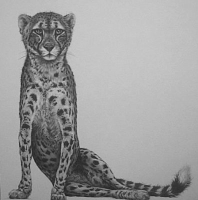 Cheetah