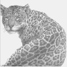 Jaguar (portrait)