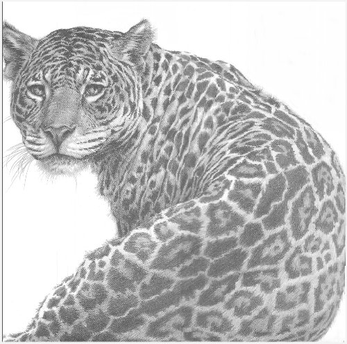 Jaguar (portrait)