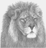 Lion (Male Lion)