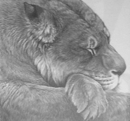 In Dreams (Lioness sleeping)