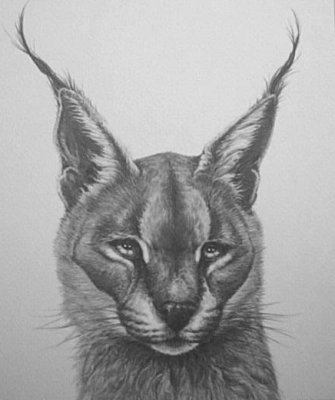 Caracal