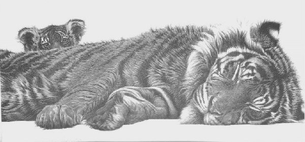 Tiger and Cub (landscape)