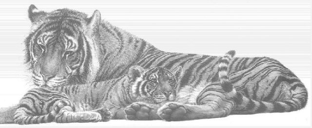 Bengal Tigress and Cub (landscape)