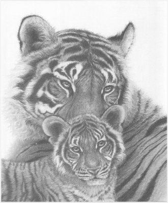 Bengal Tigress and Cub (portrait)