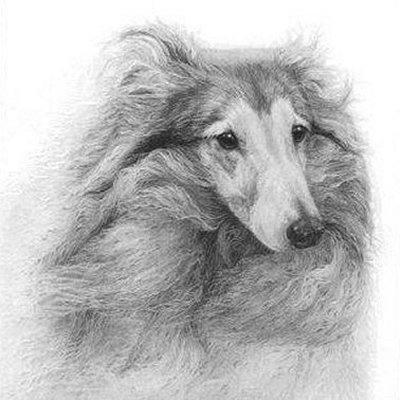 Bracken (Shetland Sheepdog)