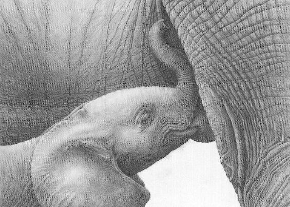 Baby African Elephant Suckling