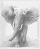 Charge (African elephant)