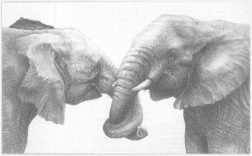 Friends (Elephants)
