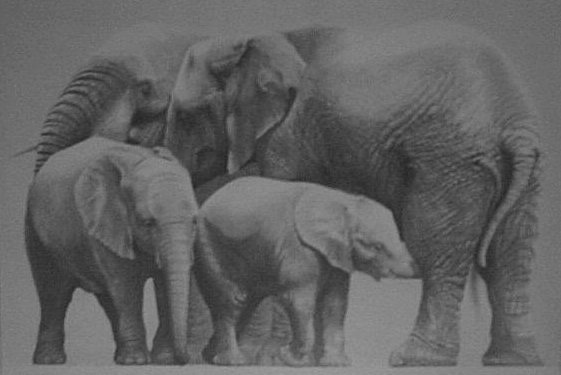 African Elephants (four in group)