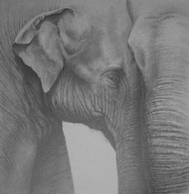 Asian Elephants (cropped)