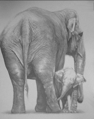 Indian Elephants (mother & young)