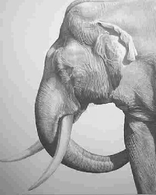 Old Tusker (Elephant)