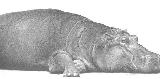 Hippo