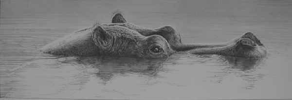 Hippo (in water)