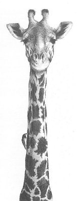 Giraffe with Oxpecker