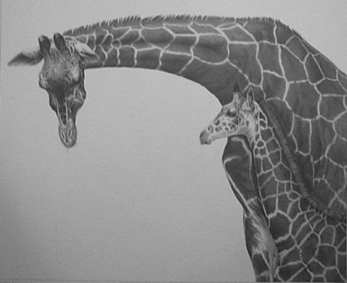 Reticulated Giraffe