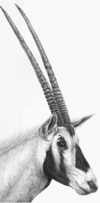 Arabian Oryx