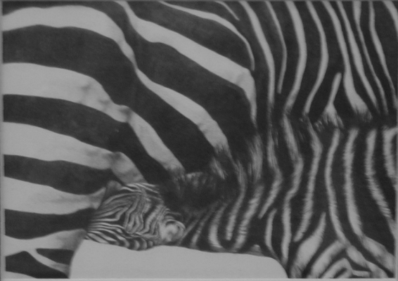 Tender Moments (Zebra foal suckling)