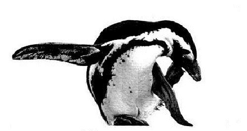 High Kickin (Jackass Penguin)