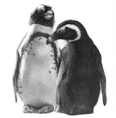 Just the two of us (Jackass Penguin)