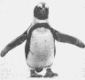 Jackass Penguin