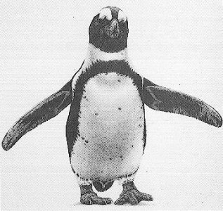 Jackass Penguin