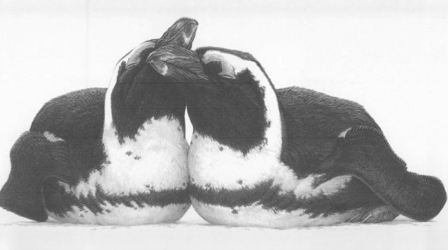Jackass Penguins (two on front)