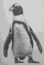 Jackass penguin