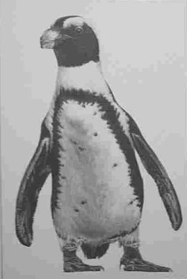 Jackass penguin
