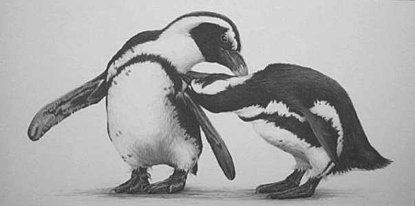 Preening Partners (Jackass Penguins)