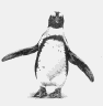 Balancing Act (Jackass Penguin)