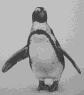 Waddle (Jackass penguin)