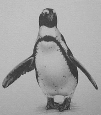 Waddle (Jackass penguin)