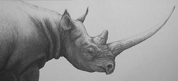 Black Rhino (side view of head)