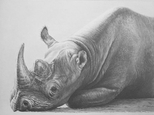 Eyecontact (Rhino)