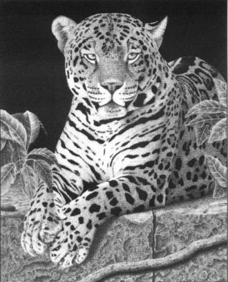 Clive Meredith - El Tigre - Jaguar
