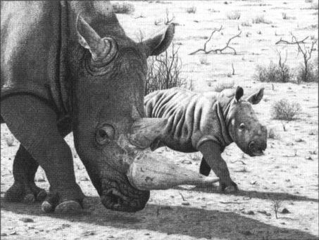 Clive Meredith - Shadows - White Rhino & Calf